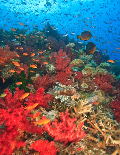 The Great Astrolabe Reef