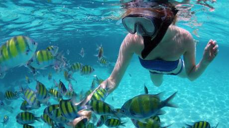 Snorkel and Dive