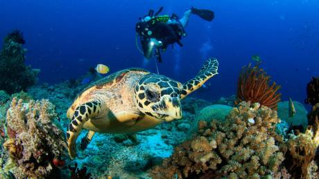 Exceptional Diving