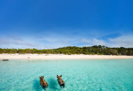 Blissful Escapes