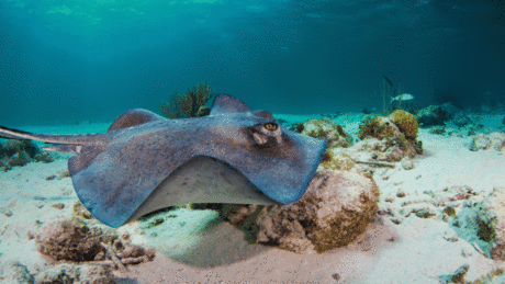 Virgin Gorda