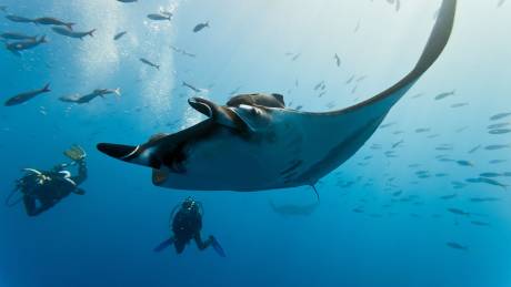 The Majesty Of Mantas