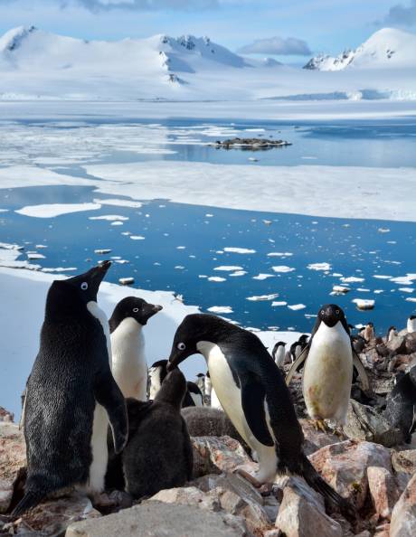 Antarctica