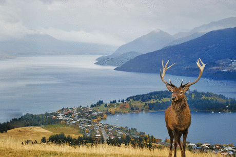 Hunt for Wild Deer