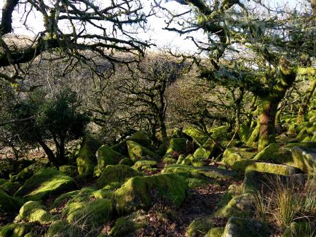 Wistman Woods