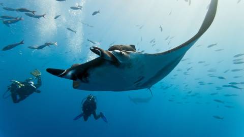 The Majesty Of Mantas