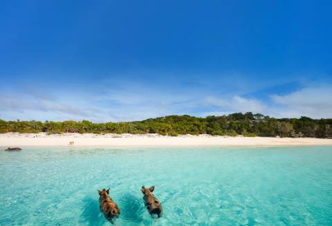 Blissful Escapes
