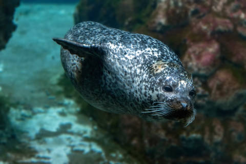 Monk Seal Mystique