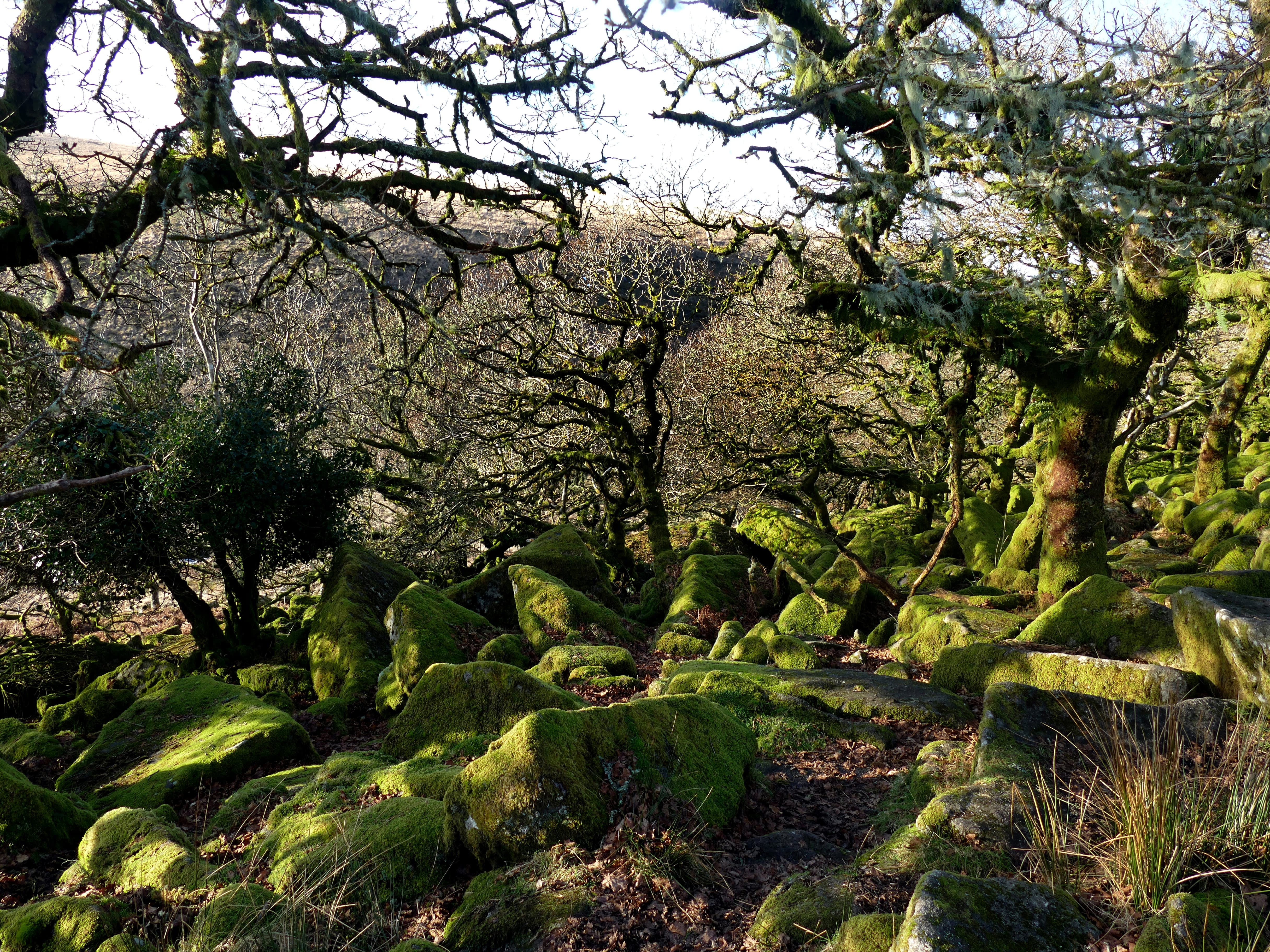 Wistman Woods
