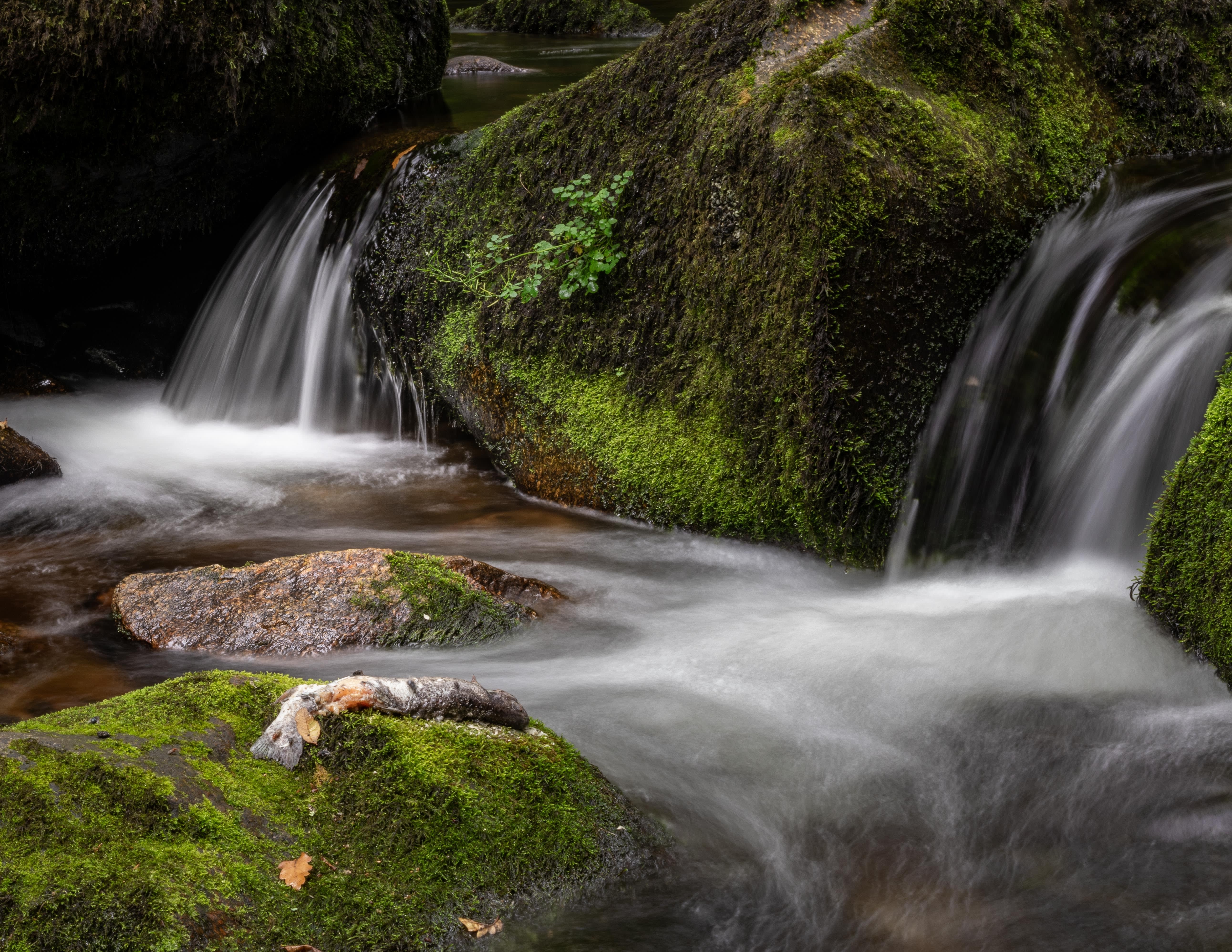 Dartmoor National Park