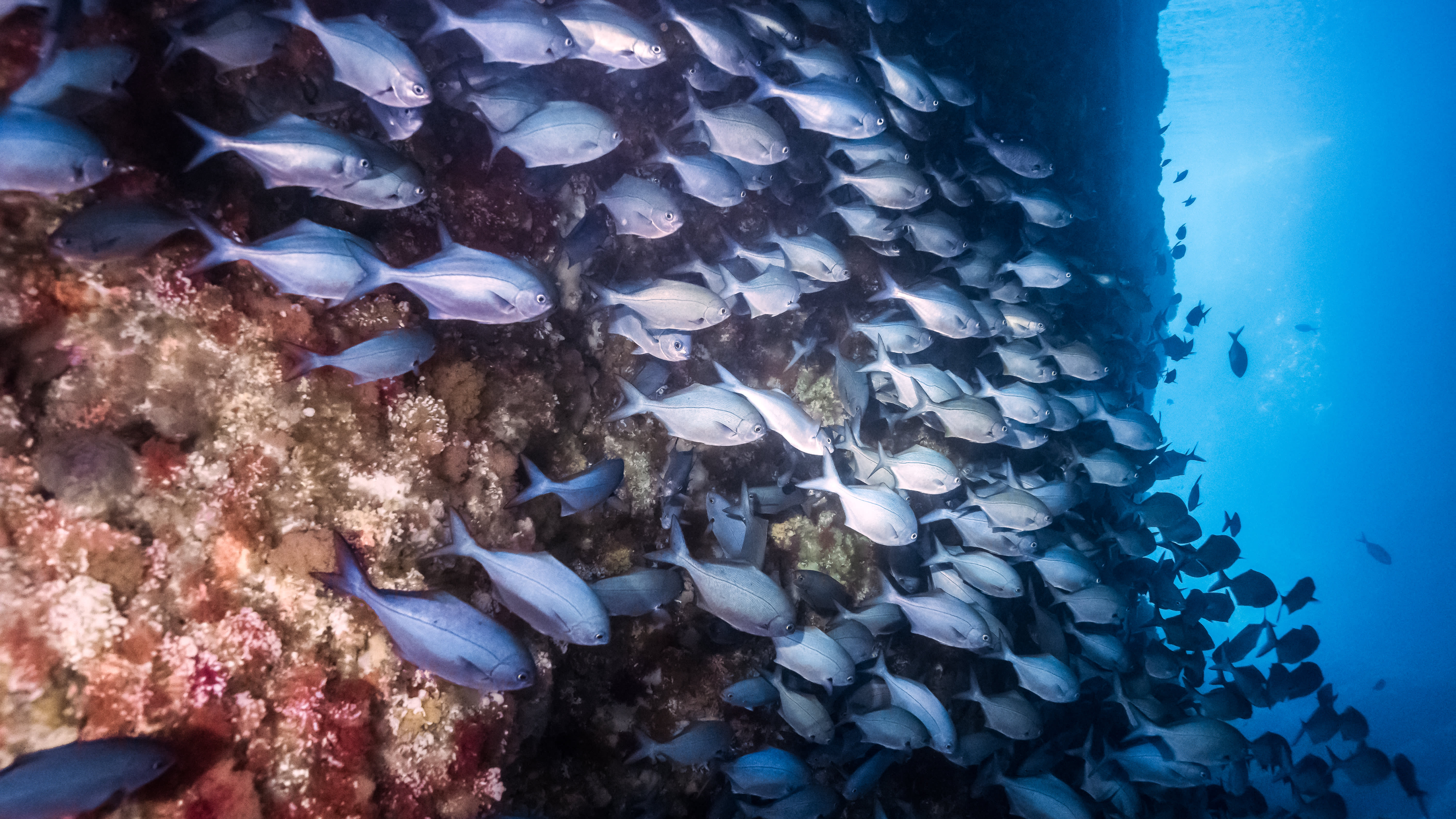Scuba Dive and Snorkel