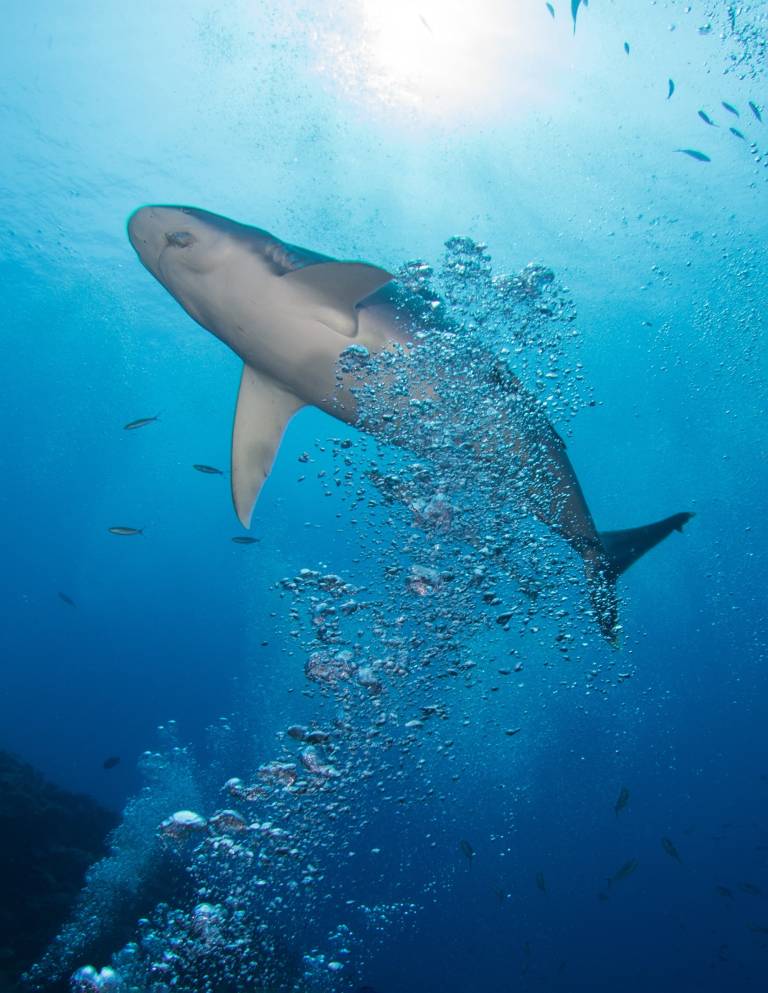 Kuata Island Bull Shark Dive